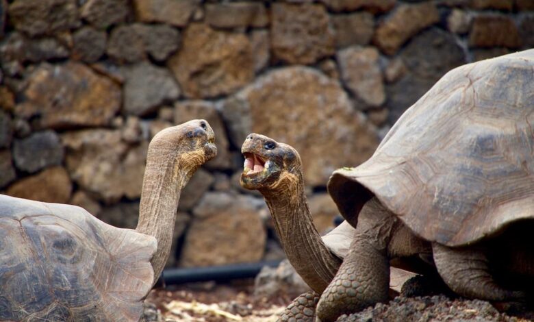 Giant Endangered Galapagos Tortoises 1200x800