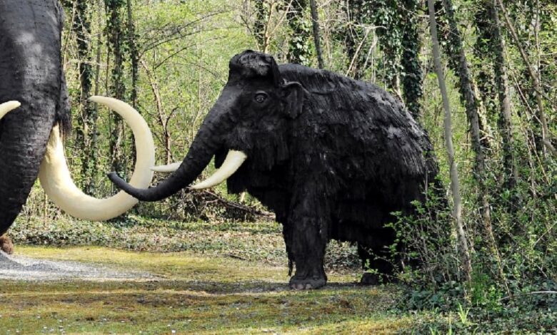 How Did The Woolly Mammoth Become Extinct