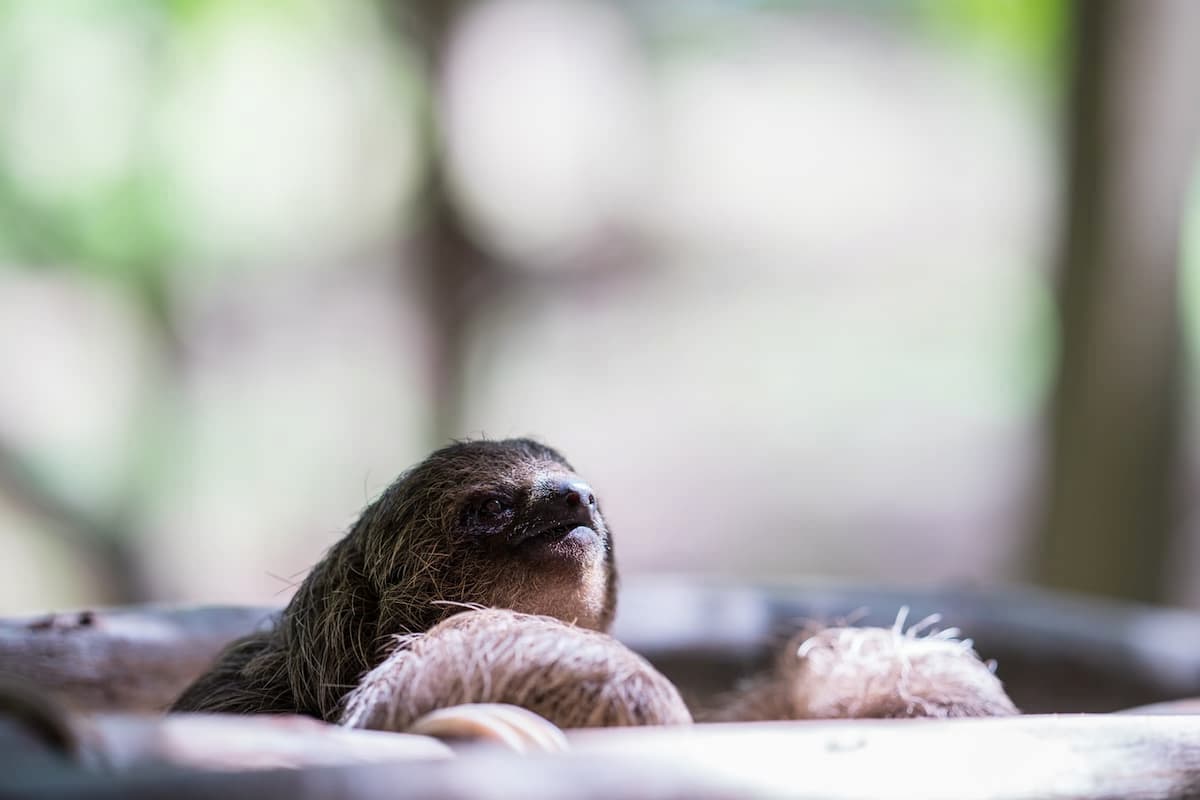 Sloths: Natures Slowest, But Smartest? | Geography Scout