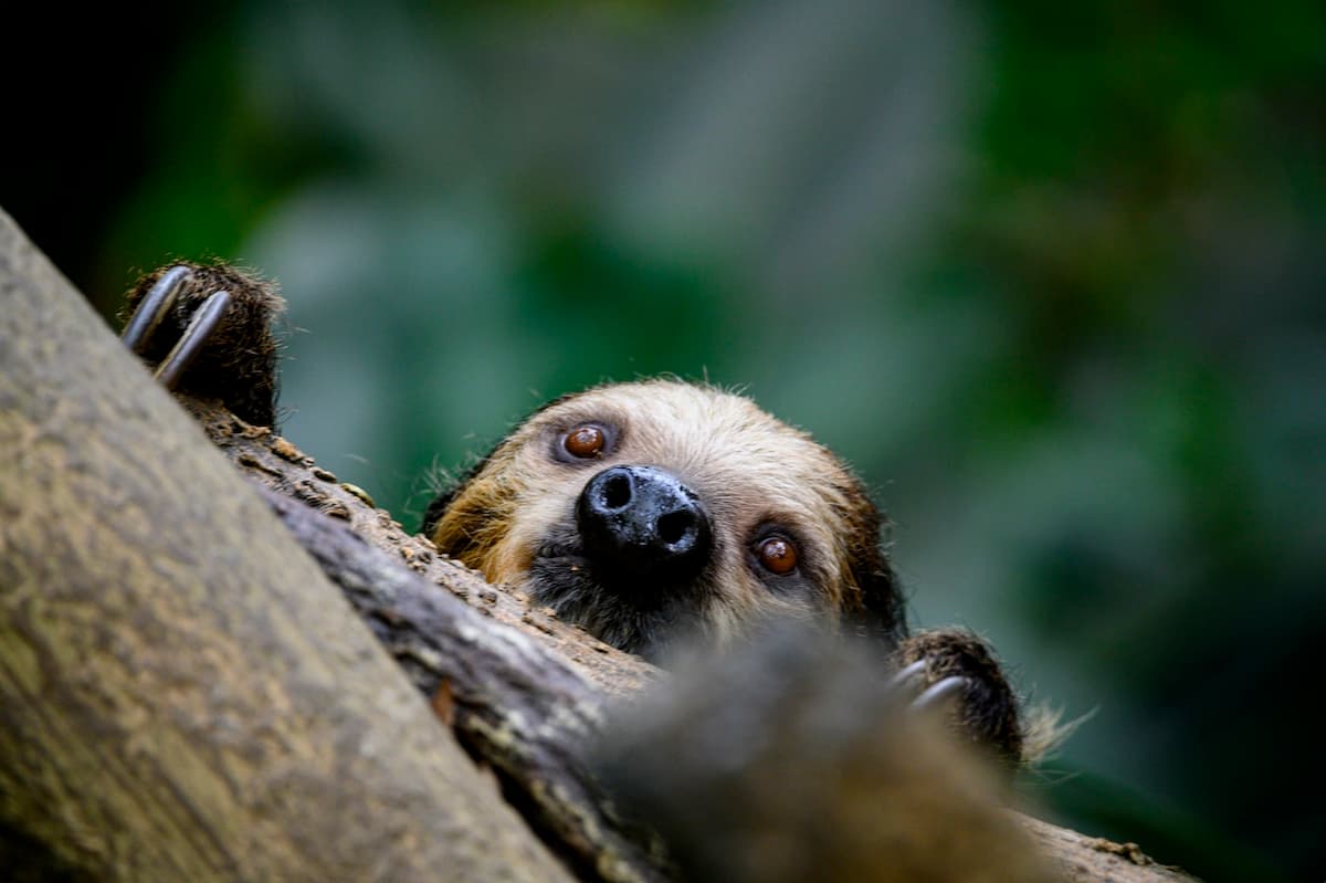 Sloth Close Up 1200x799