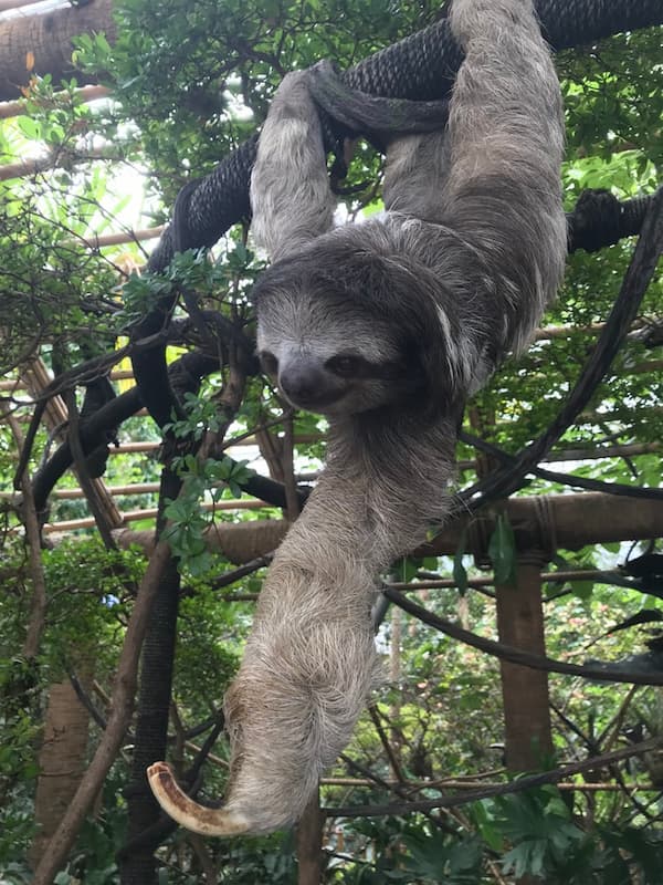 Sloth Hanging From A Tree 600x800