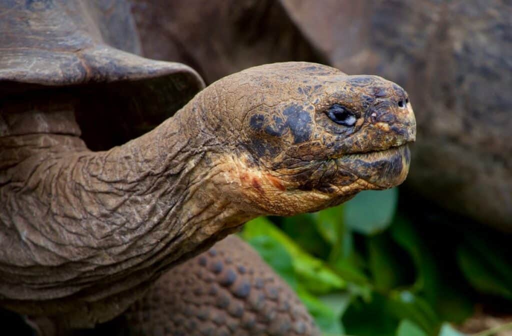 The Beautiful Galapagos Tortoises 1200x788