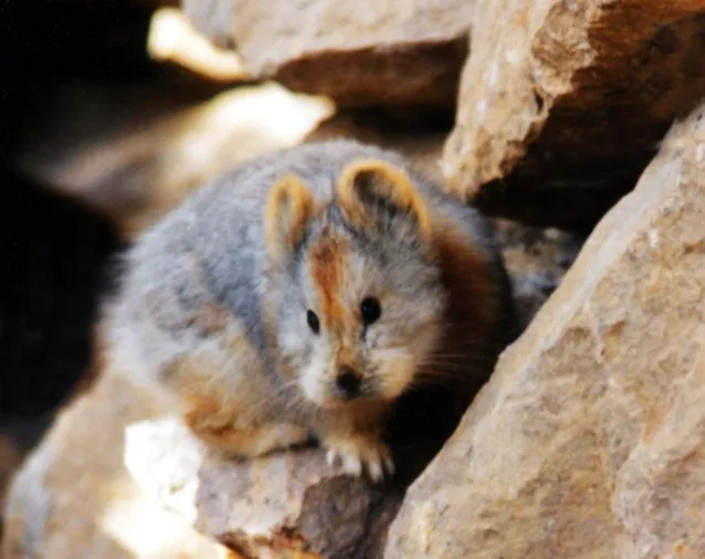 The Endangered Ili Pika Magic Rabbit 638x506