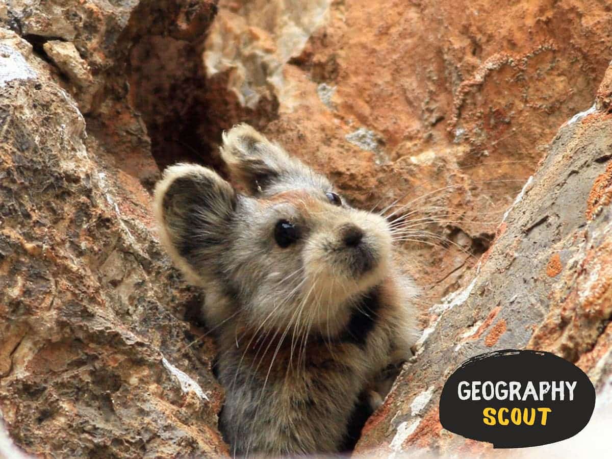 The Endangered Ili Pikas Or Magic Bunny Geography Scout