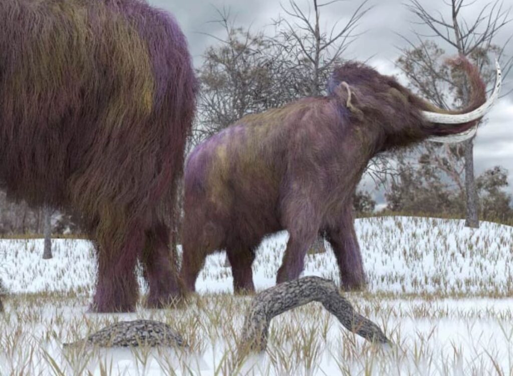 The Woolly Mammoth