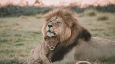 Interesting Facts about Lions