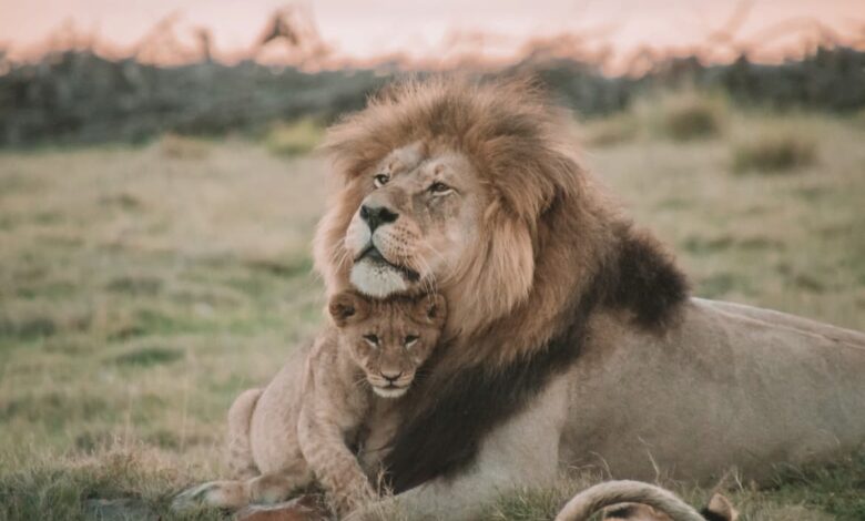 Interesting Facts about Lions
