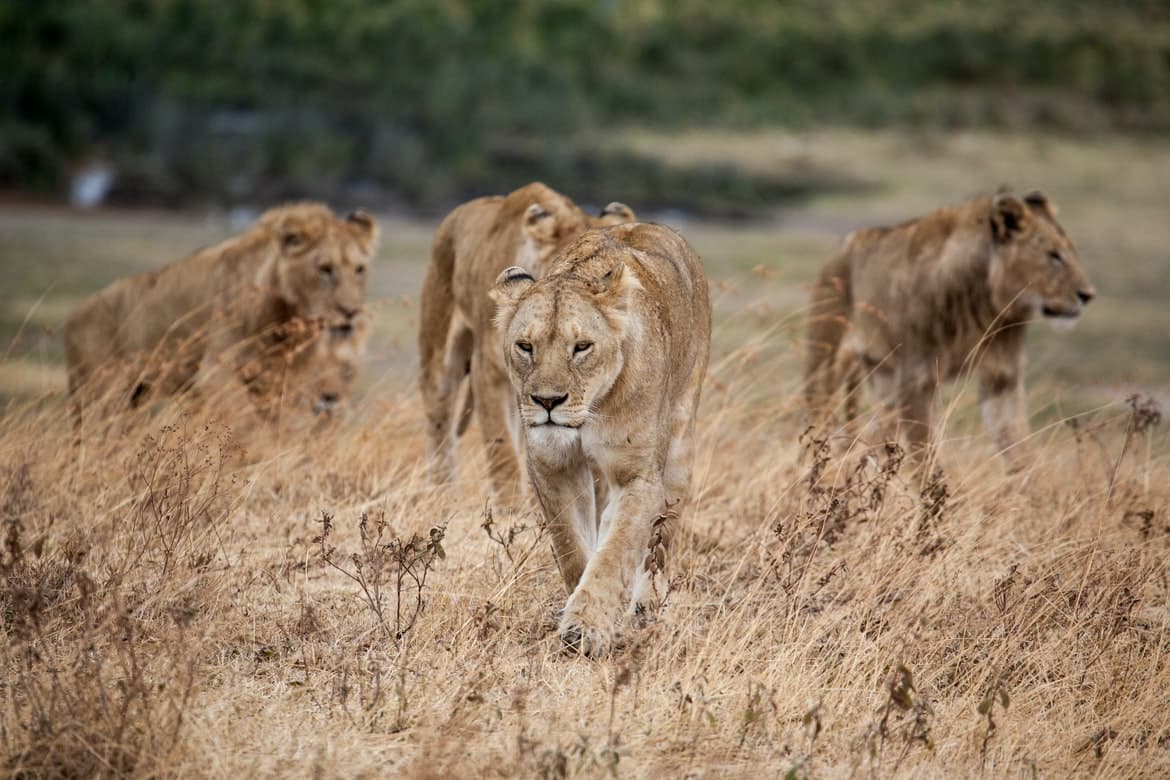 Lioness Pride