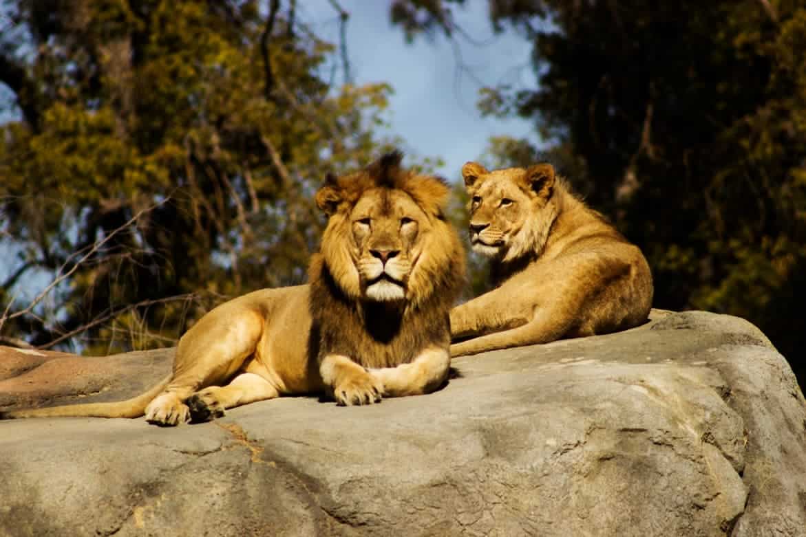 Lions On A Rock