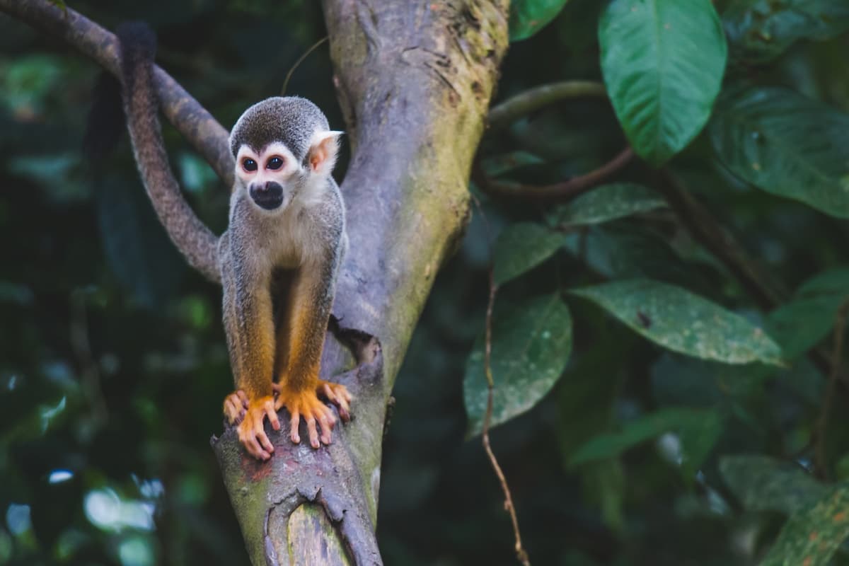 Squirrel Monkey In The Amazon Forest