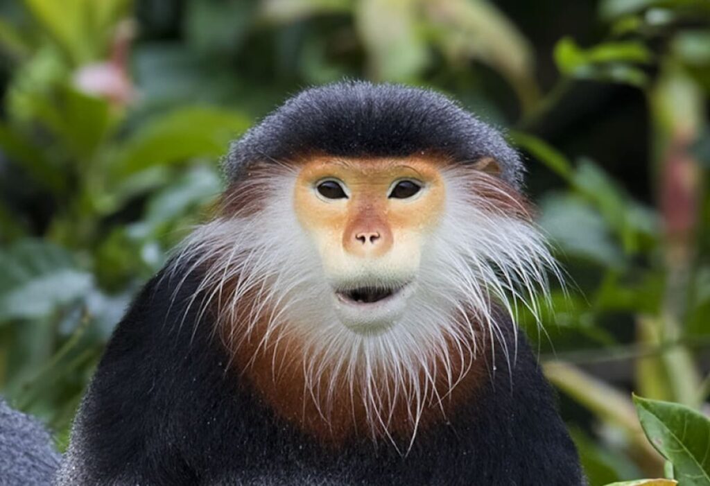 The World's Most Beautiful Monkey 