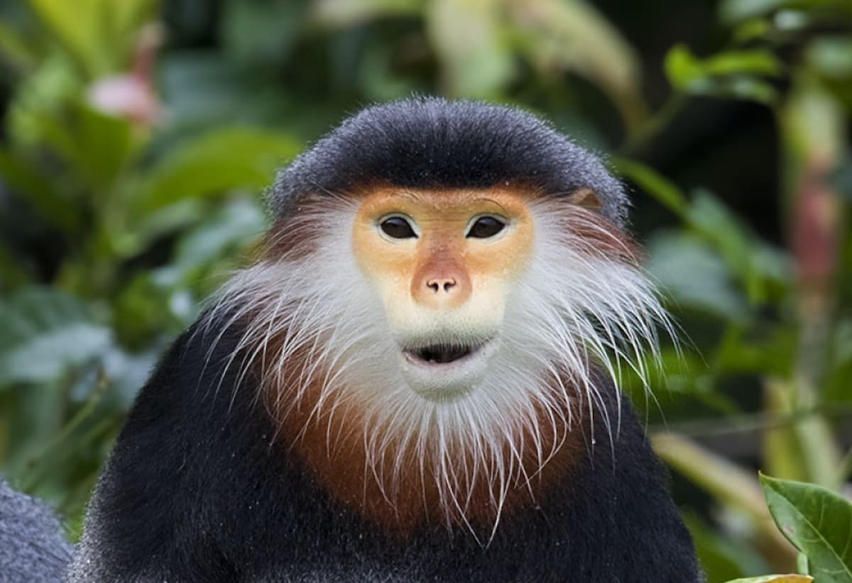 The World's Most Beautiful Monkey | Geography Scout