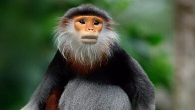 The World's Most Beautiful Monkey