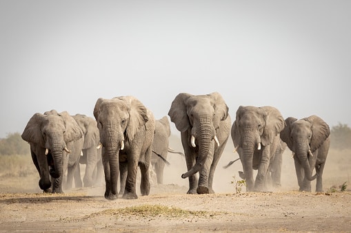 Group Of Elephant