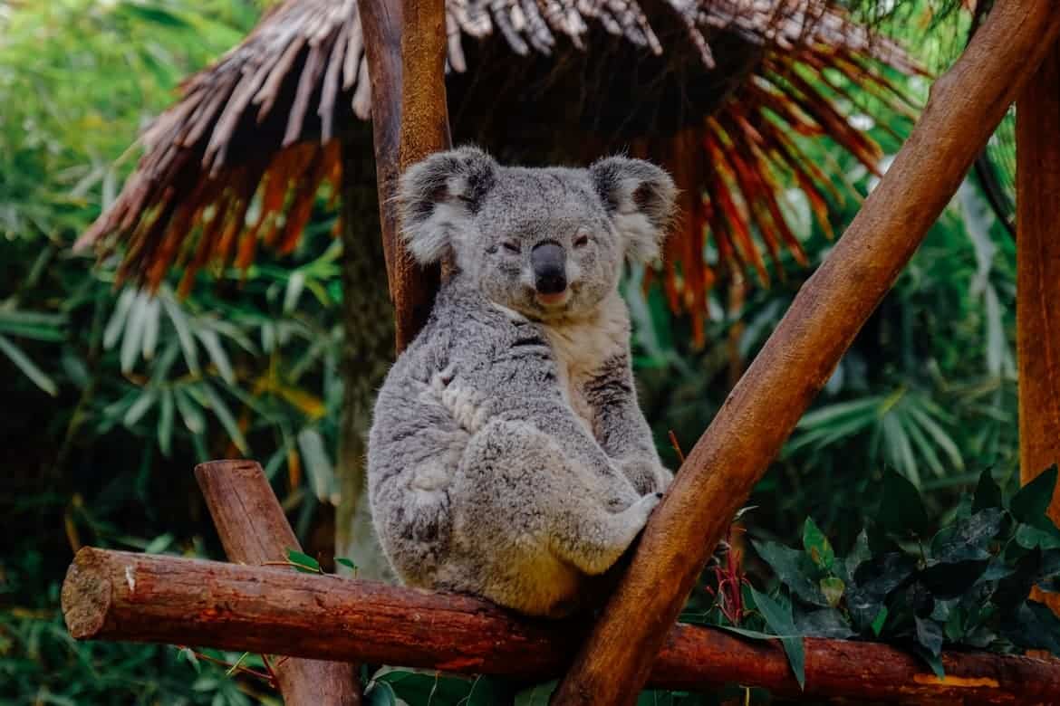 Koala’s Mating Call