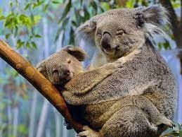 Koala’s Mating Call