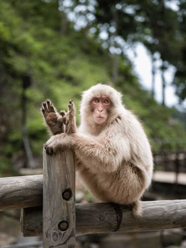 The Japanese Macaque 2