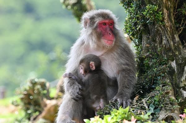The Japanese Macaque