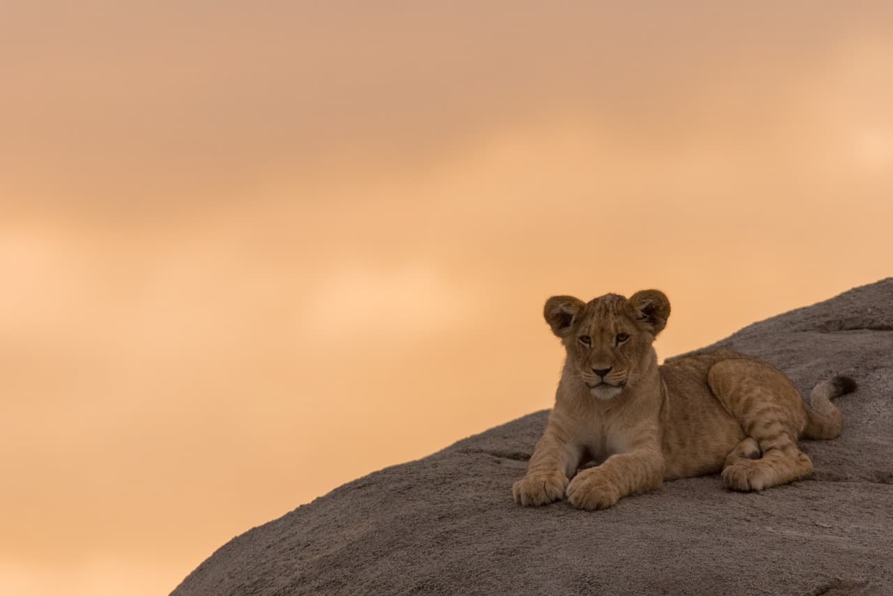 Young Lion Sitting On A Rock