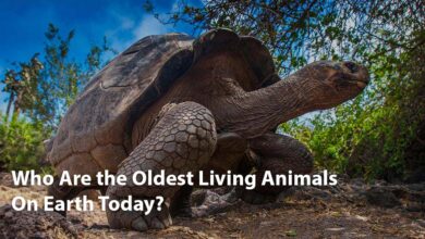 oldest-animals-giant-tortoise