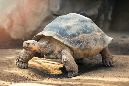 Galapagos tortoise