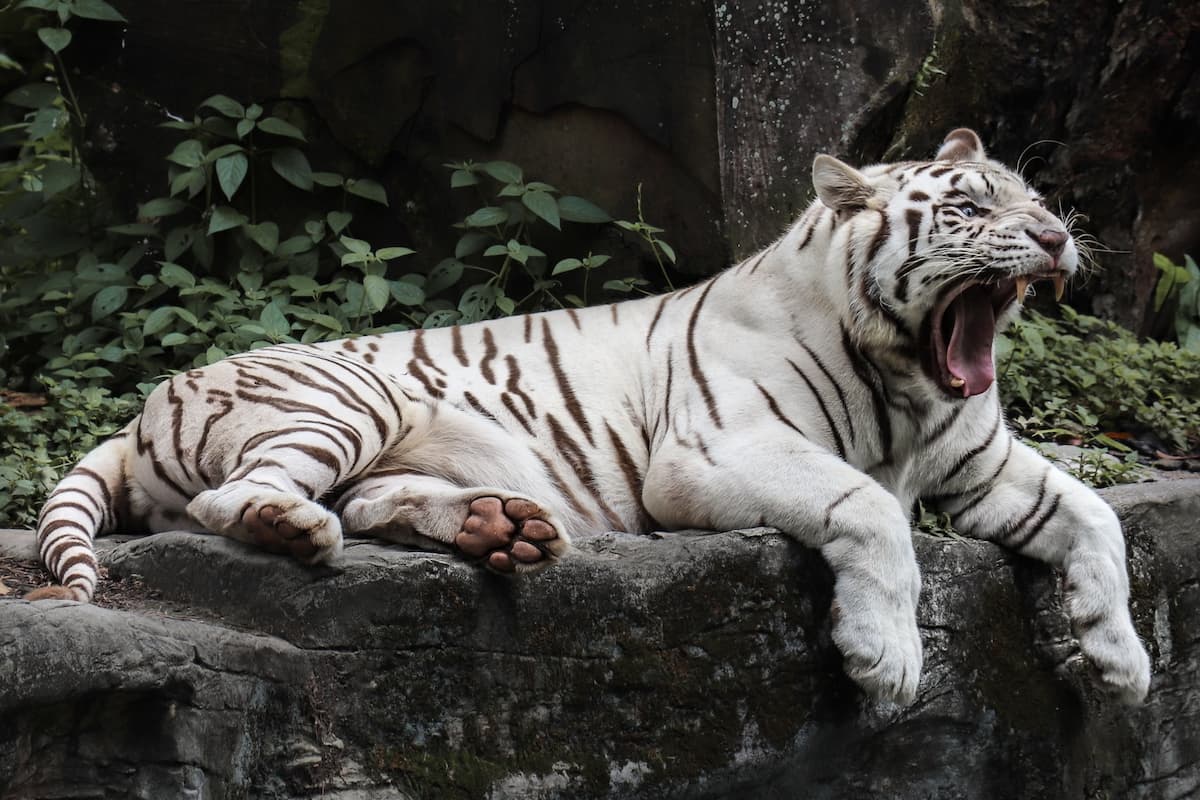 Bengal Tiger