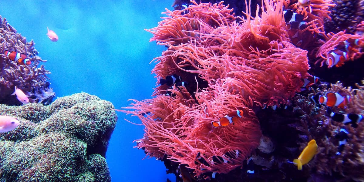 Great Barrier Reef