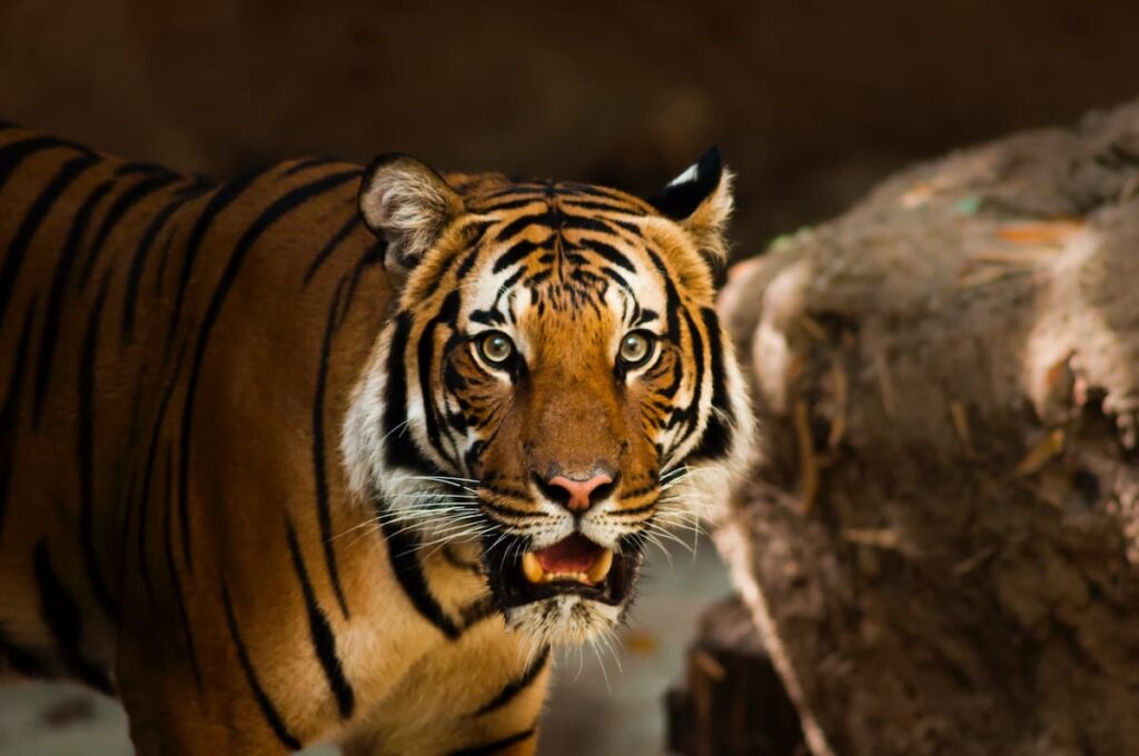 Interesting Facts About Tigers