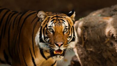 Interesting Facts About Tigers