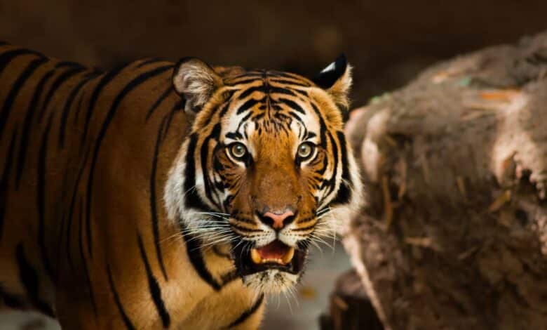 Interesting Facts About Tigers