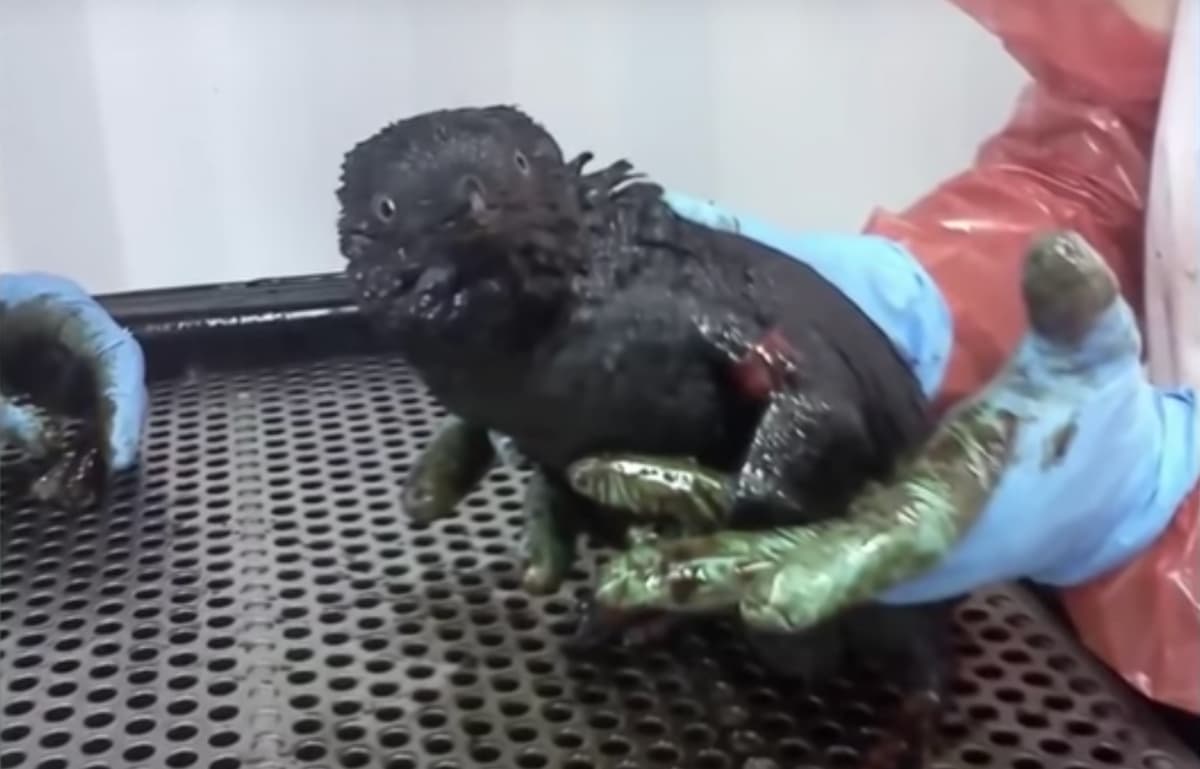 Phillip Island Oil Spill On Penguins