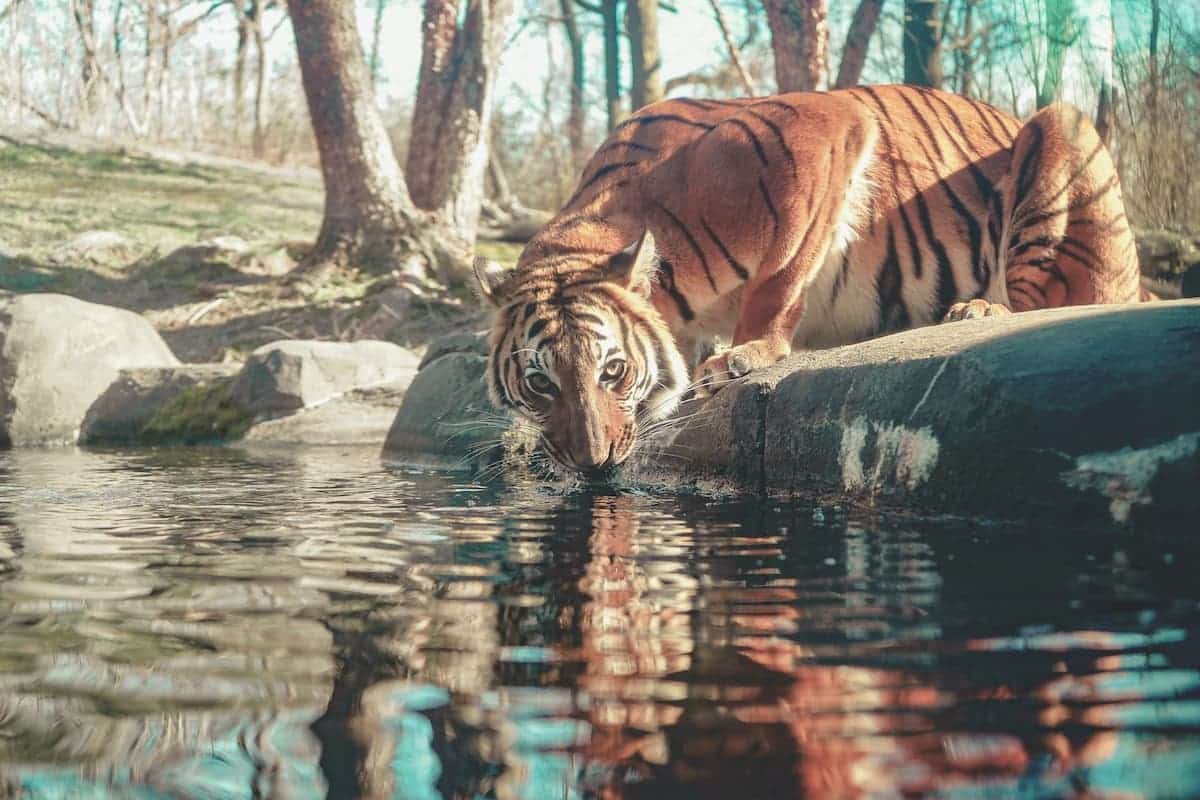 Tiger Drinking