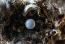 Interesting Facts about Pearls