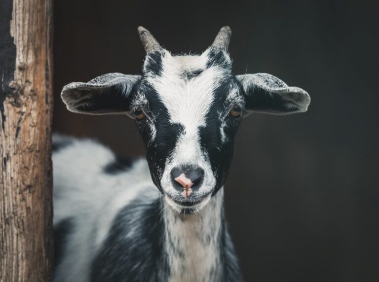 Fainting Goats – Interesting Facts And Behavior | Geography Scout