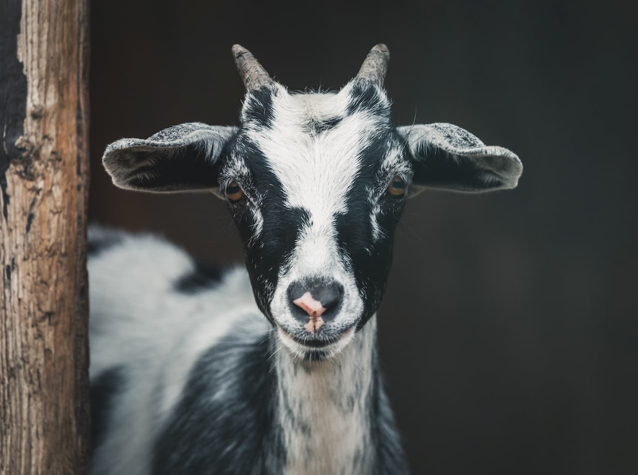 fainting-goats-interesting-facts-and-behavior-geography-scout