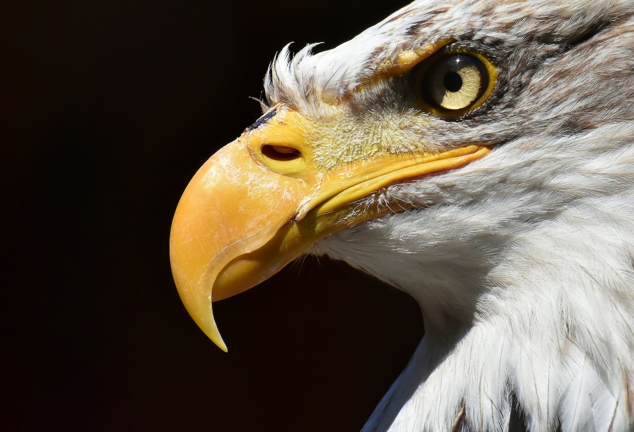 Bald Eagle Head Close Up