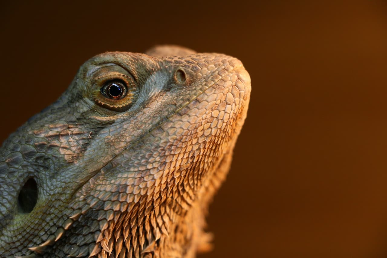 15 Bizarre Facts About Bearded Dragons