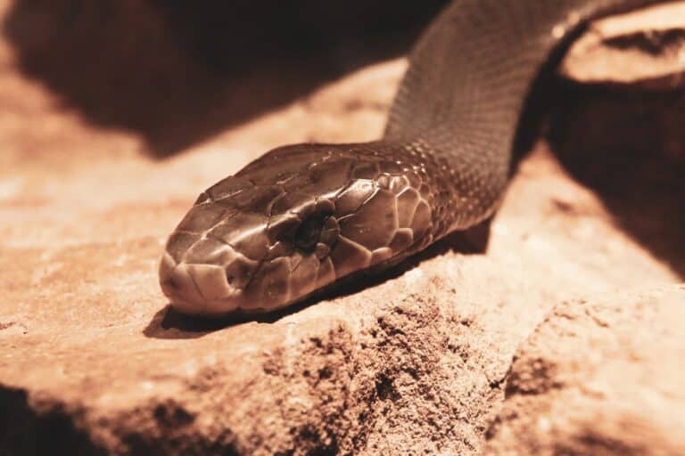 The Black Mamba Snake 