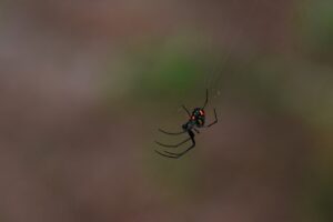 Black Widow Spider