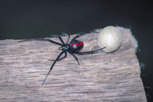 Black Widow Spider With Eggs