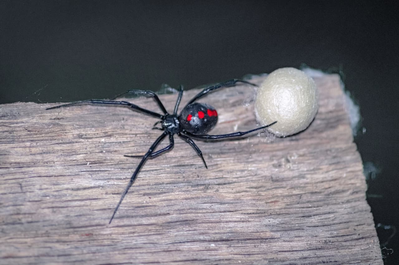 Black Widow Spider Information | Arachnids | Geography Scout