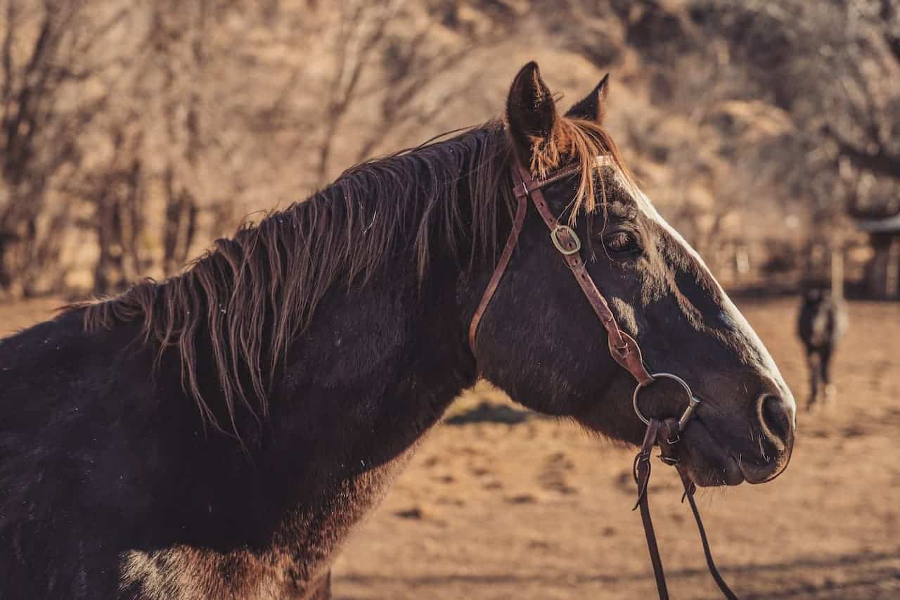 Horse In The Outback