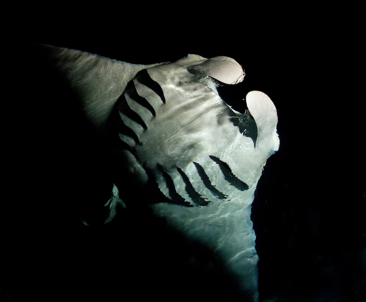 Manta Ray At Night