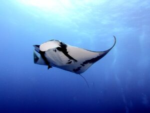 Manta Rays