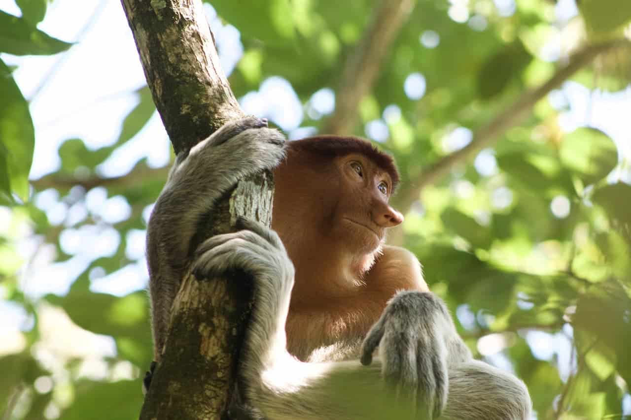 Monkey In Tree Bako National Park Kuching Malaysia