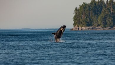 Facts About Orcas