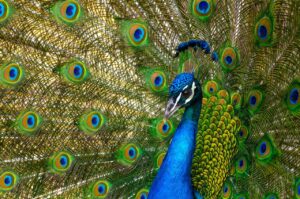 Facts About Peacocks