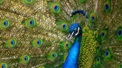 Facts About Peacocks