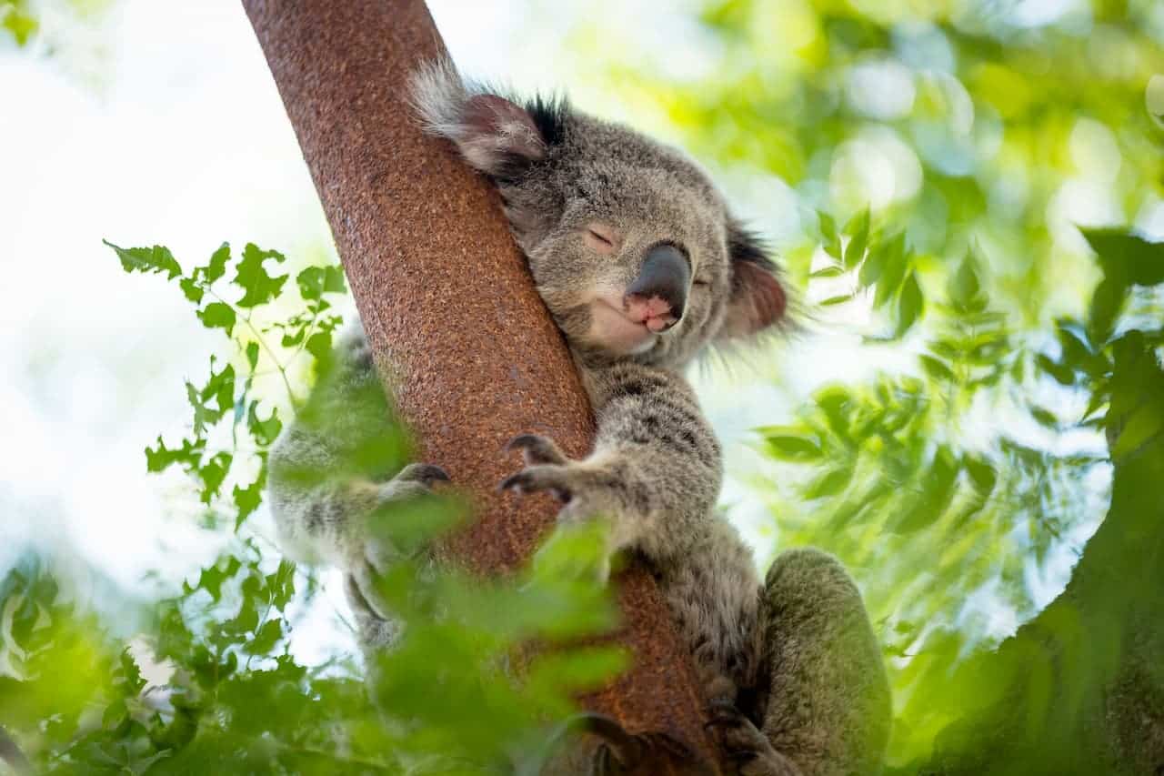 Koala Asleep In A Tree