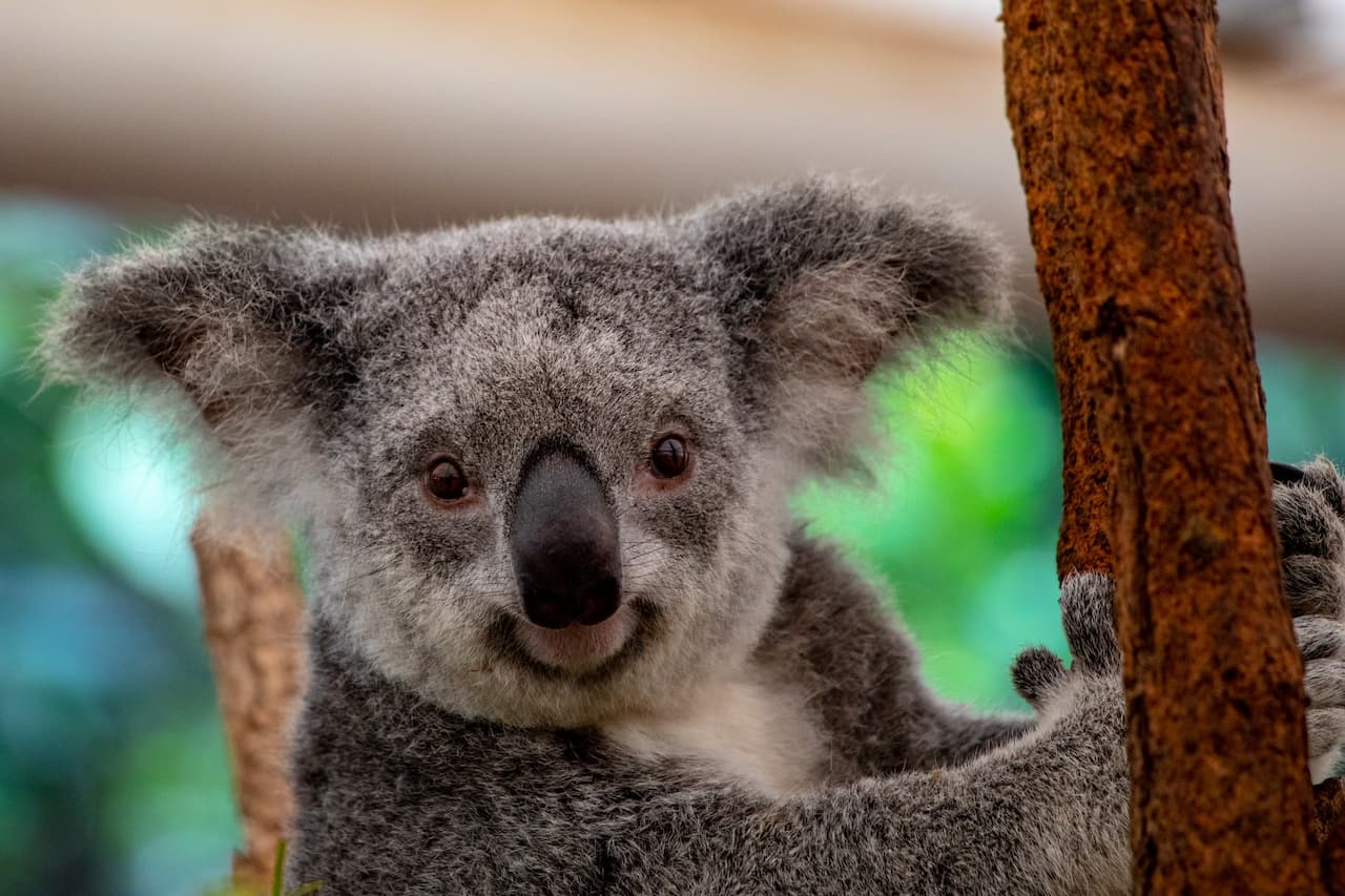 Koala Close Up In A Tree